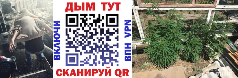 Конопля гибрид Севск